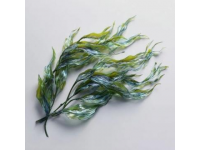 今日续更，科普一篇关于海豆的知识,所谓海豆是海里生长的植物